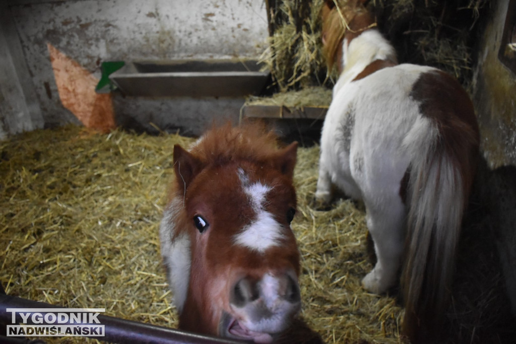 Żywa Szopka w Woli Baranowskiej