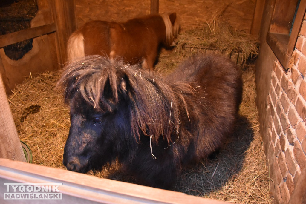 Żywa Szopka w Woli Baranowskiej