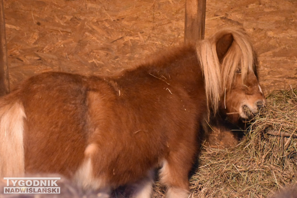 Żywa Szopka w Woli Baranowskiej