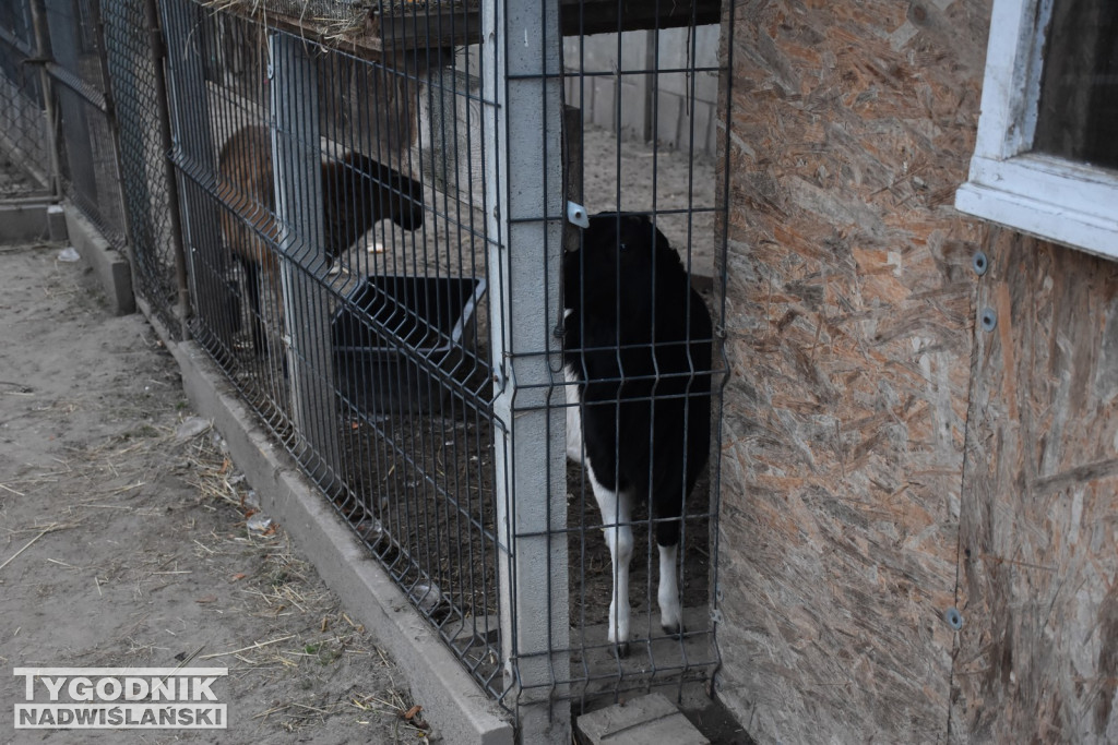 Żywa Szopka w Woli Baranowskiej