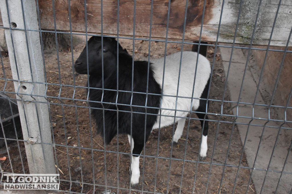 Żywa Szopka w Woli Baranowskiej