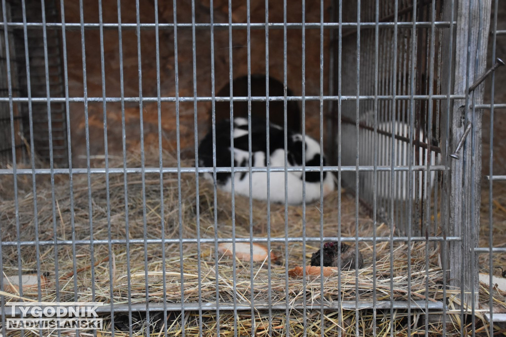 Żywa Szopka w Woli Baranowskiej