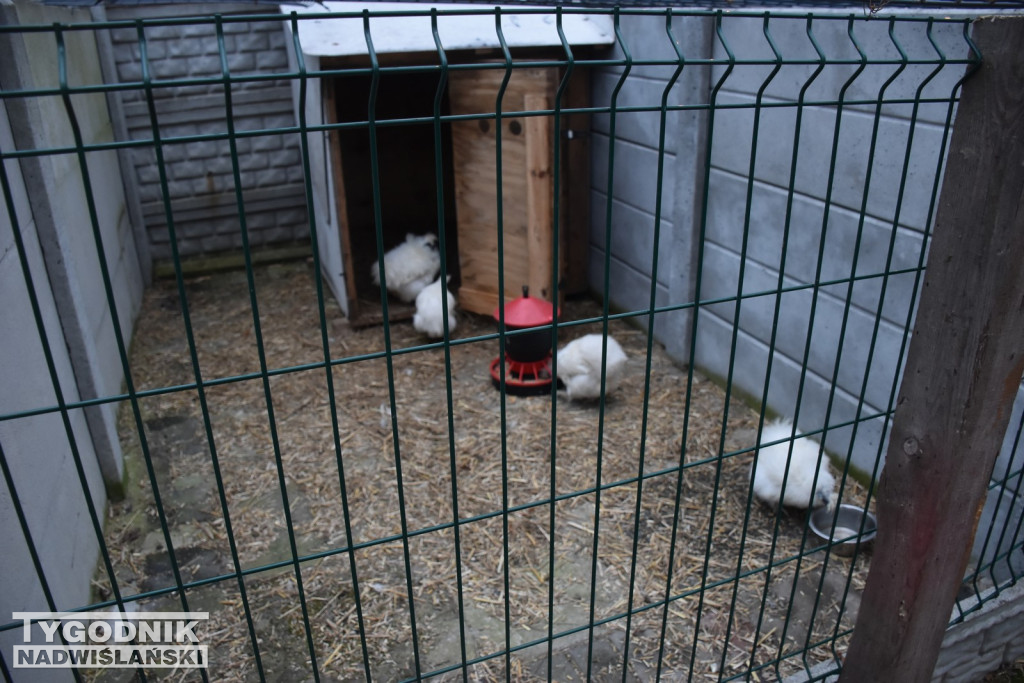 Żywa Szopka w Woli Baranowskiej