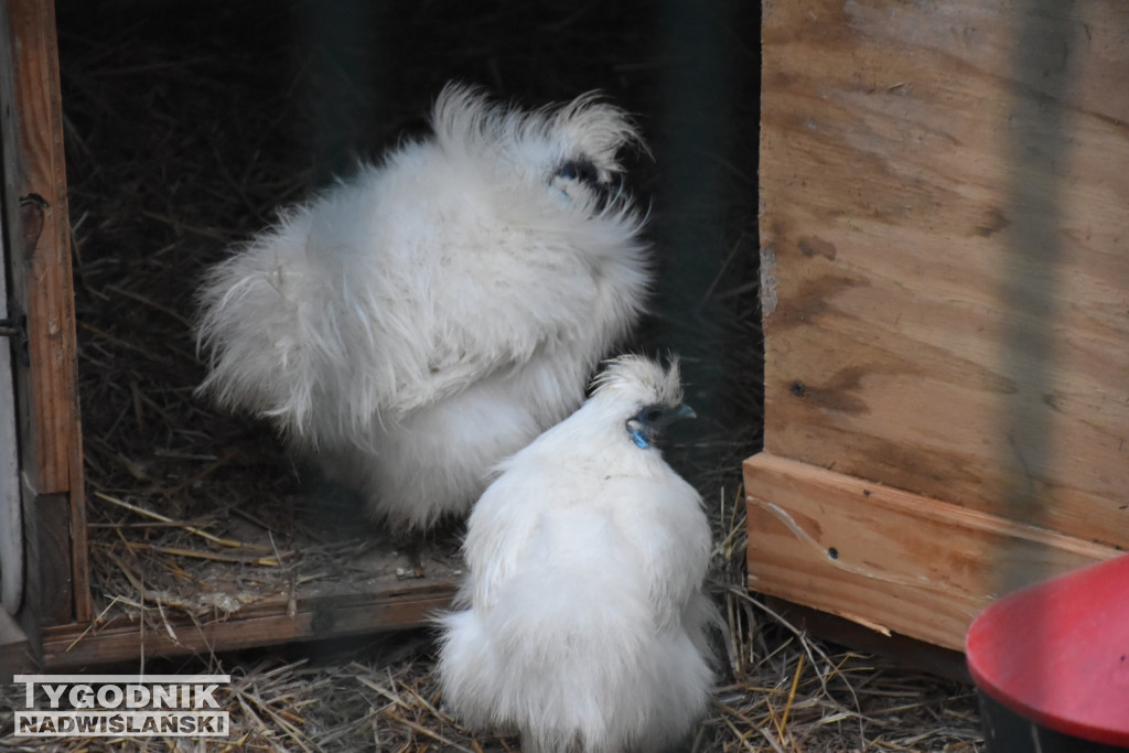 Żywa Szopka w Woli Baranowskiej