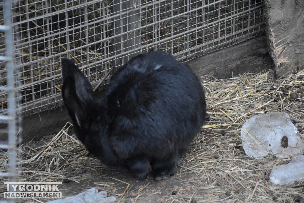 Żywa Szopka w Woli Baranowskiej