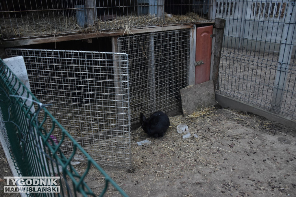 Żywa Szopka w Woli Baranowskiej