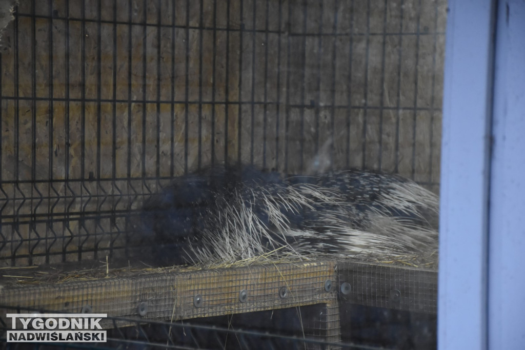 Żywa Szopka w Woli Baranowskiej