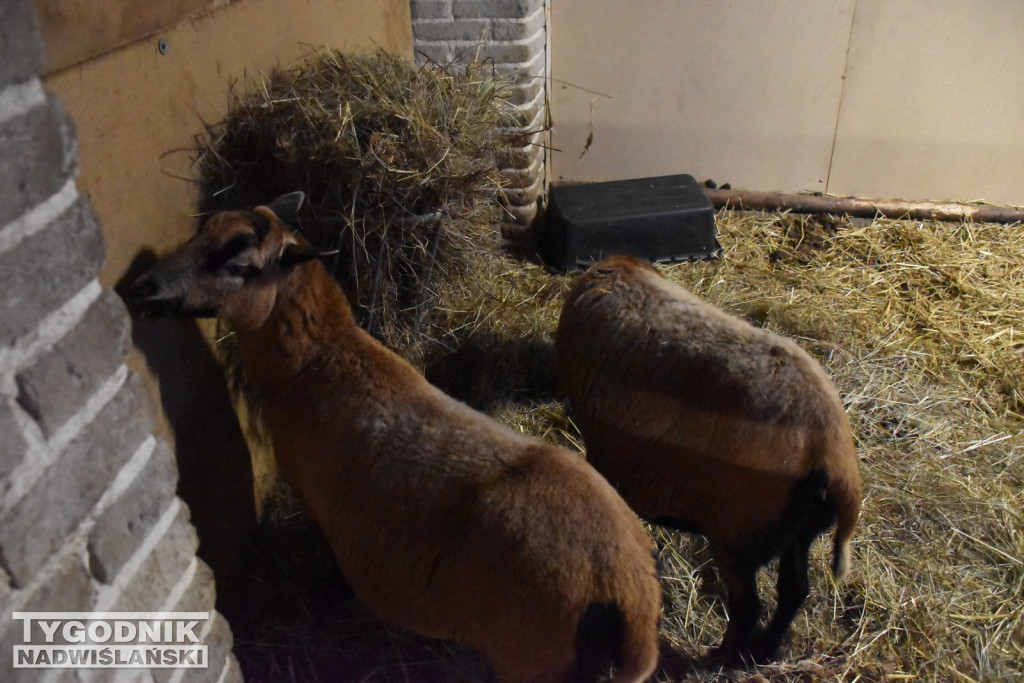 Żywa Szopka w Woli Baranowskiej