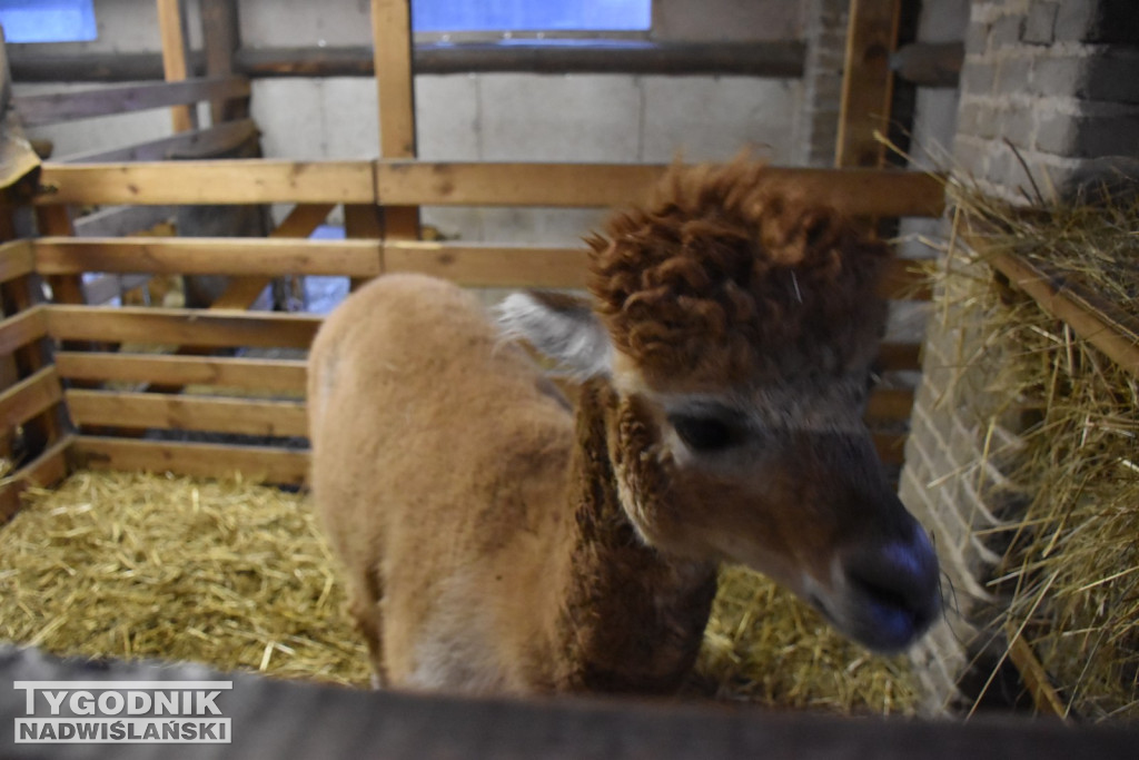 Żywa Szopka w Woli Baranowskiej