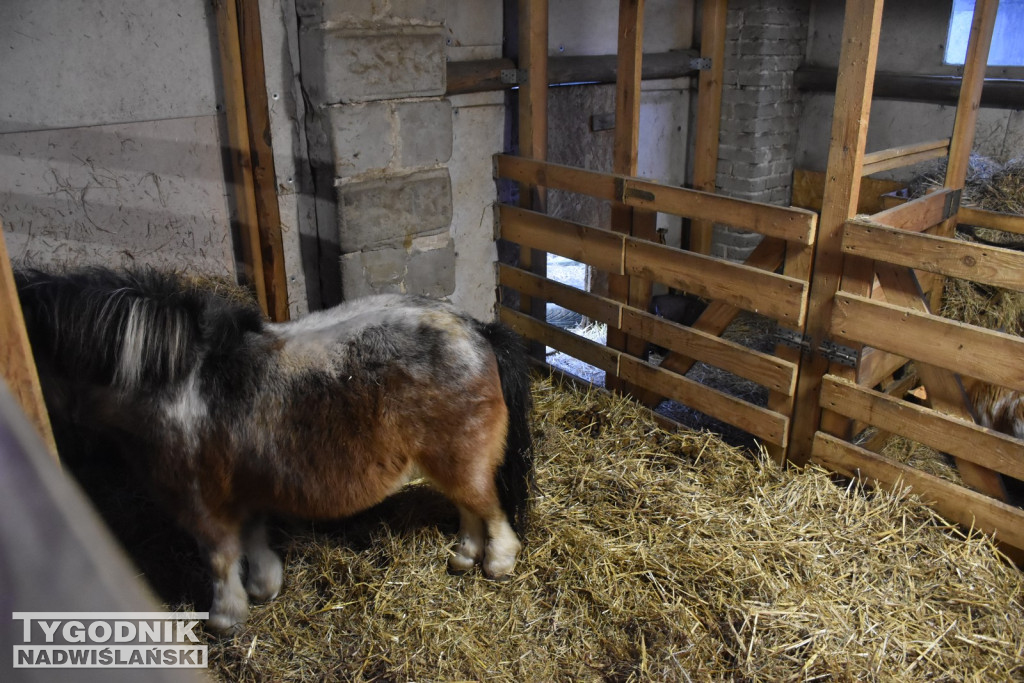 Żywa Szopka w Woli Baranowskiej