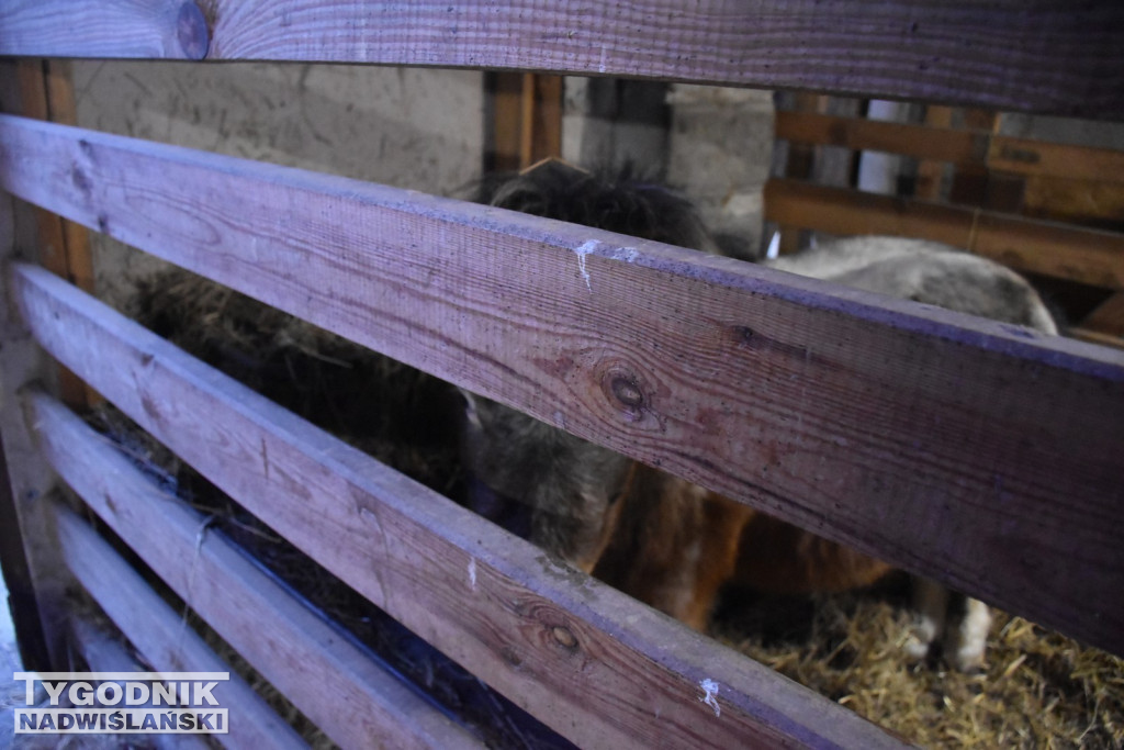 Żywa Szopka w Woli Baranowskiej