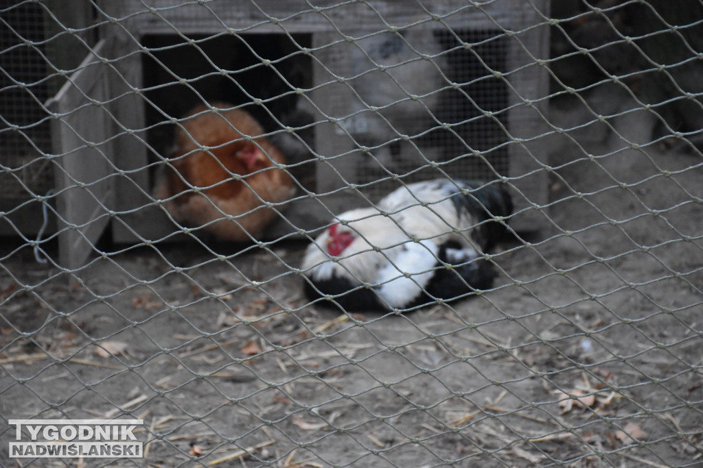 Żywa Szopka w Woli Baranowskiej