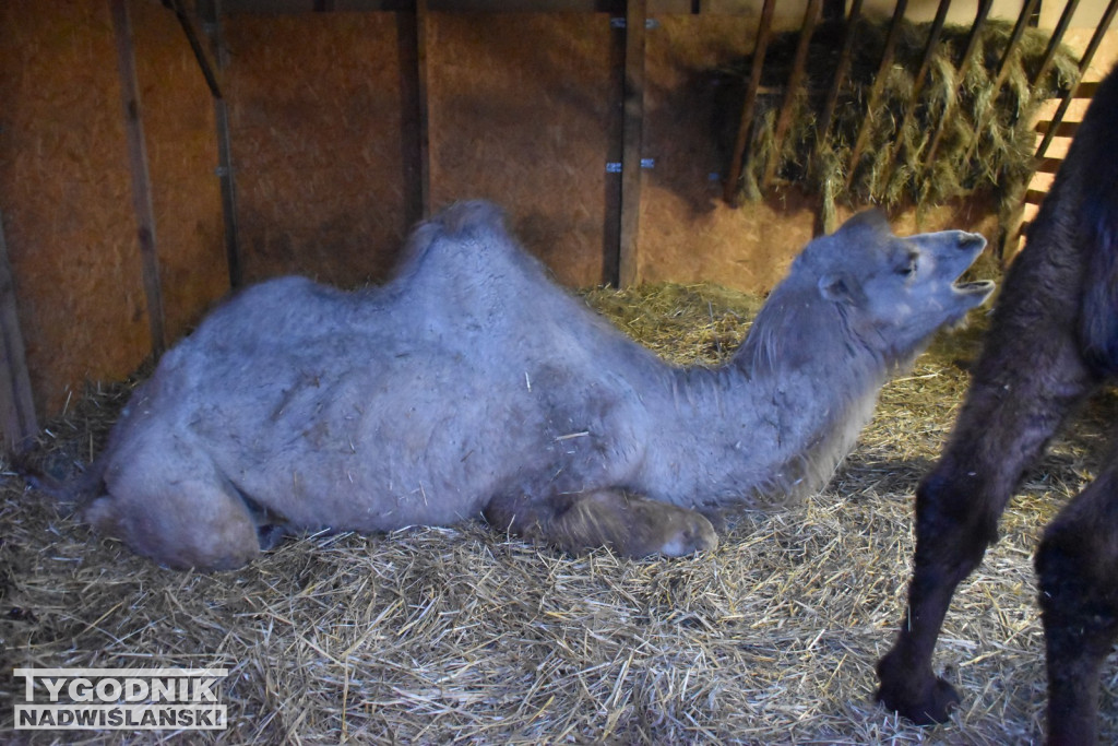 Żywa Szopka w Woli Baranowskiej