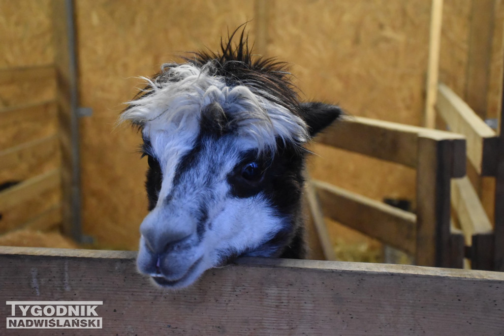 Żywa Szopka w Woli Baranowskiej