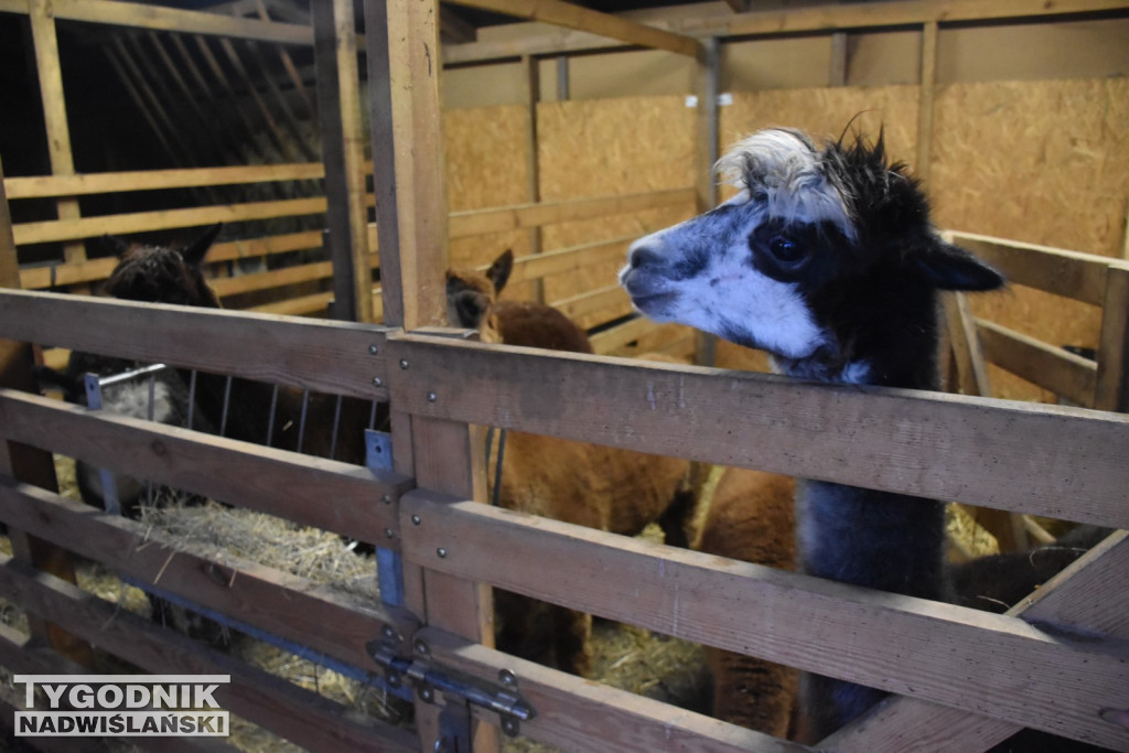 Żywa Szopka w Woli Baranowskiej