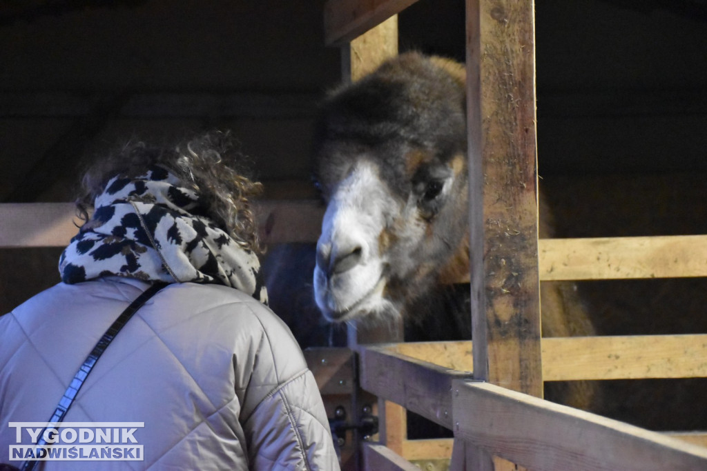 Żywa Szopka w Woli Baranowskiej