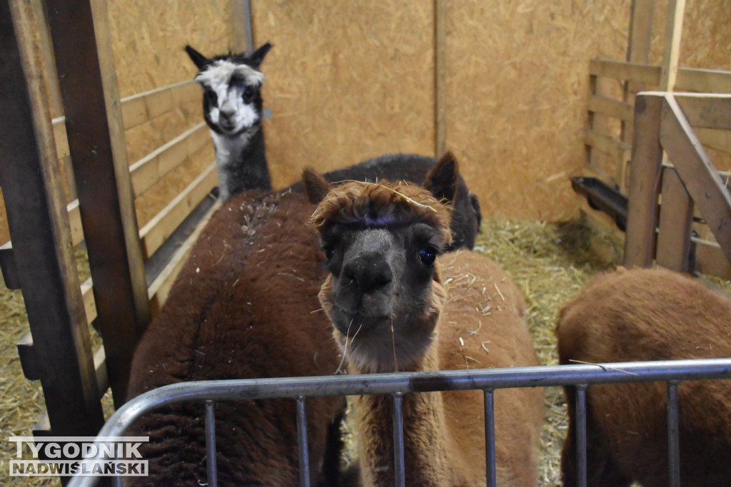 Żywa Szopka w Woli Baranowskiej