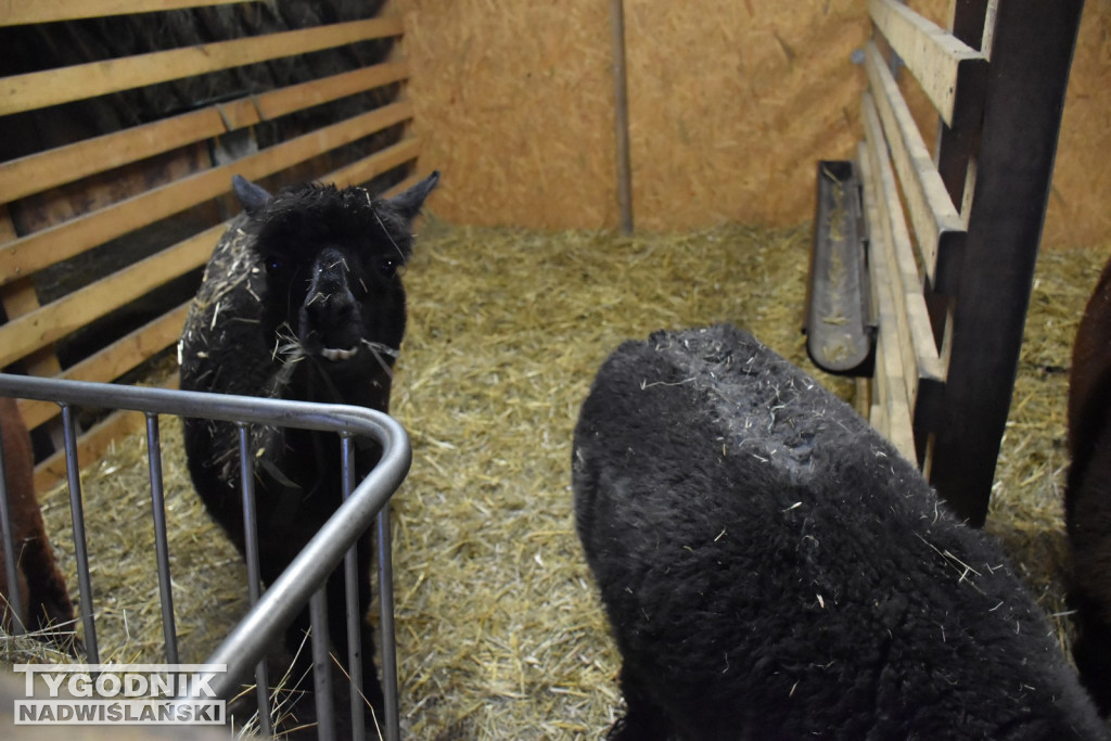 Żywa Szopka w Woli Baranowskiej