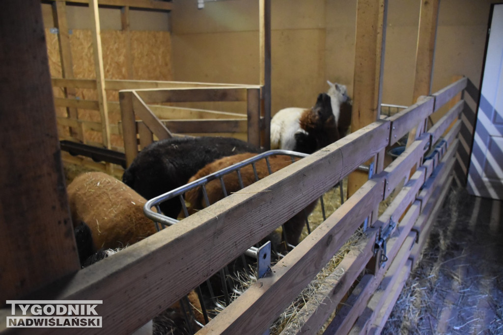 Żywa Szopka w Woli Baranowskiej