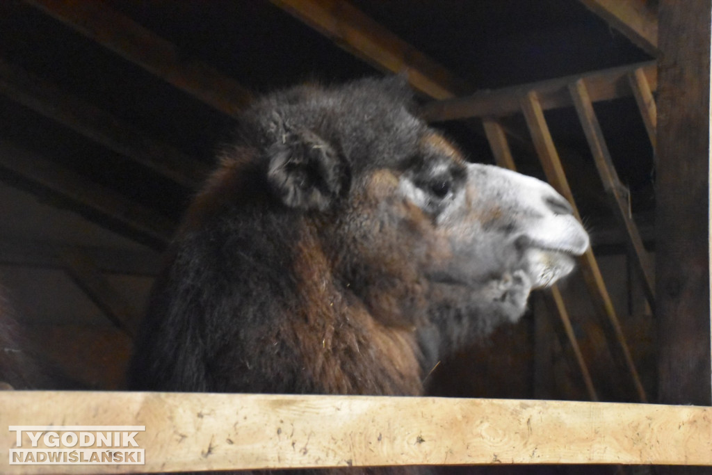 Żywa Szopka w Woli Baranowskiej
