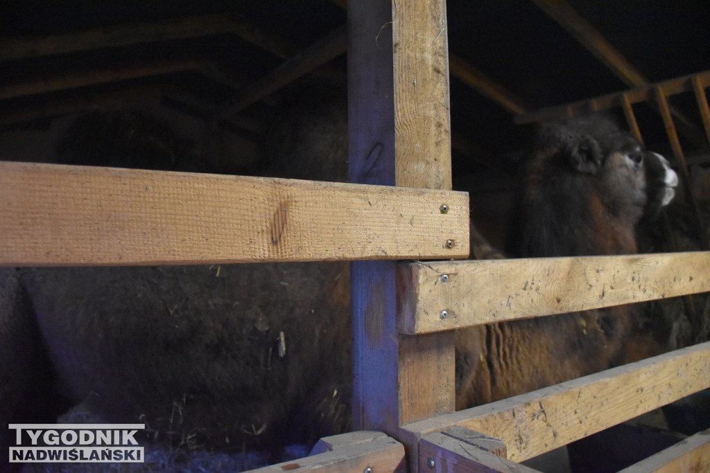 Żywa Szopka w Woli Baranowskiej