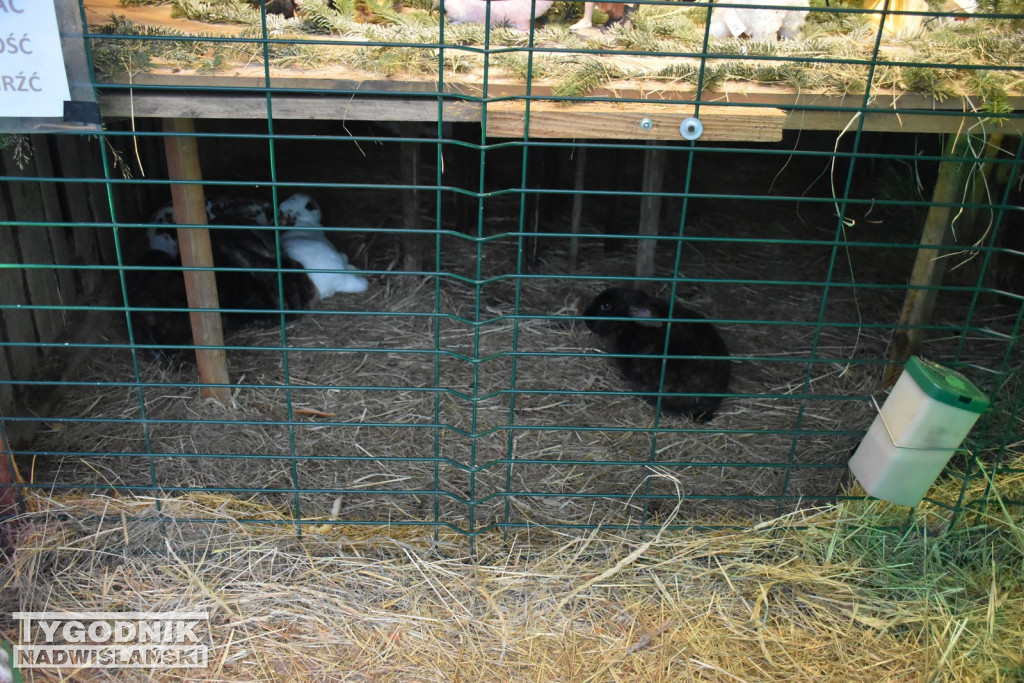 Żywa Szopka w Woli Baranowskiej