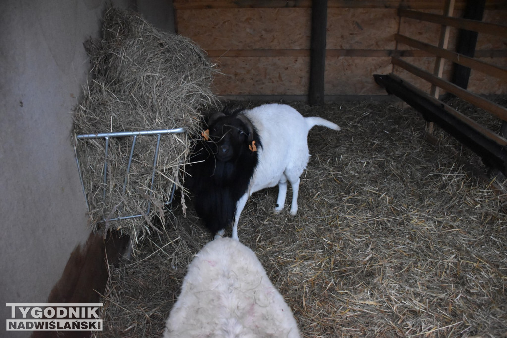 Żywa Szopka w Woli Baranowskiej