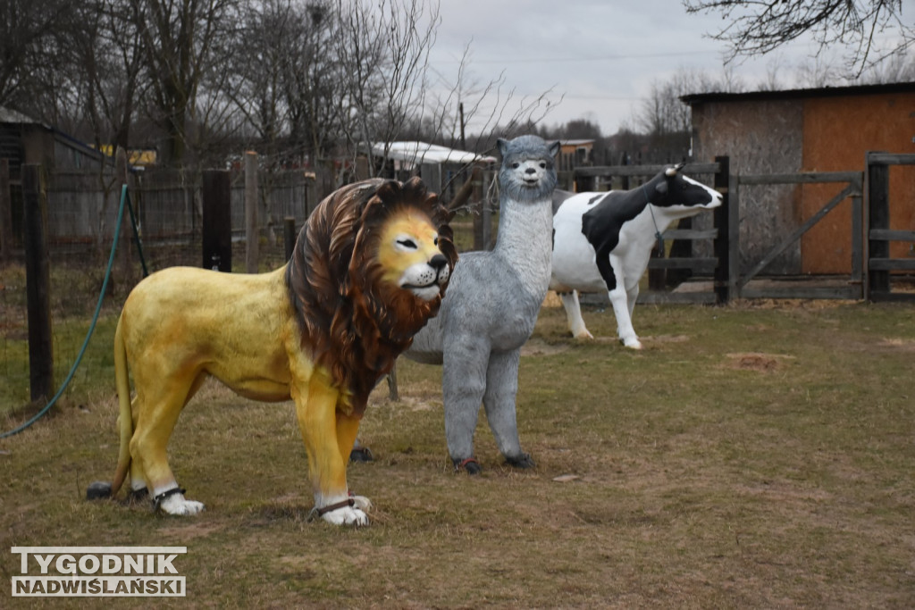 Żywa Szopka w Woli Baranowskiej