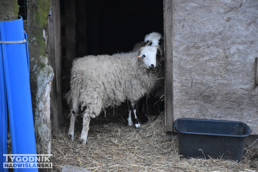 Żywa Szopka w Woli Baranowskiej