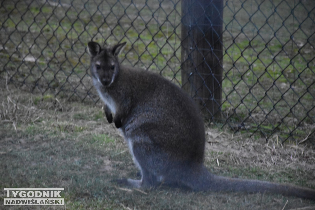 Żywa Szopka w Woli Baranowskiej