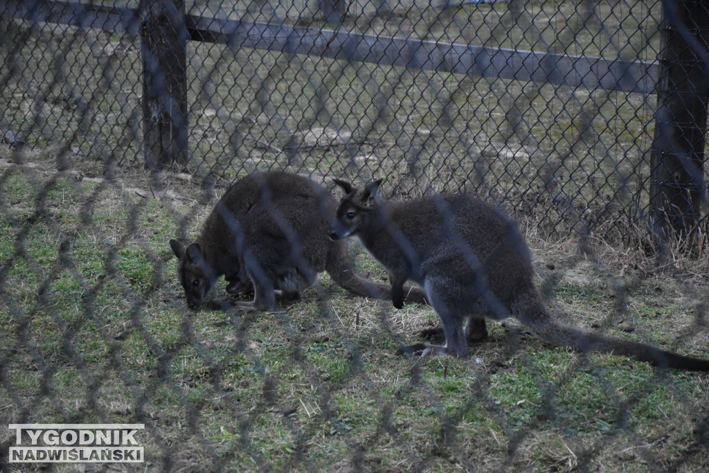 Żywa Szopka w Woli Baranowskiej