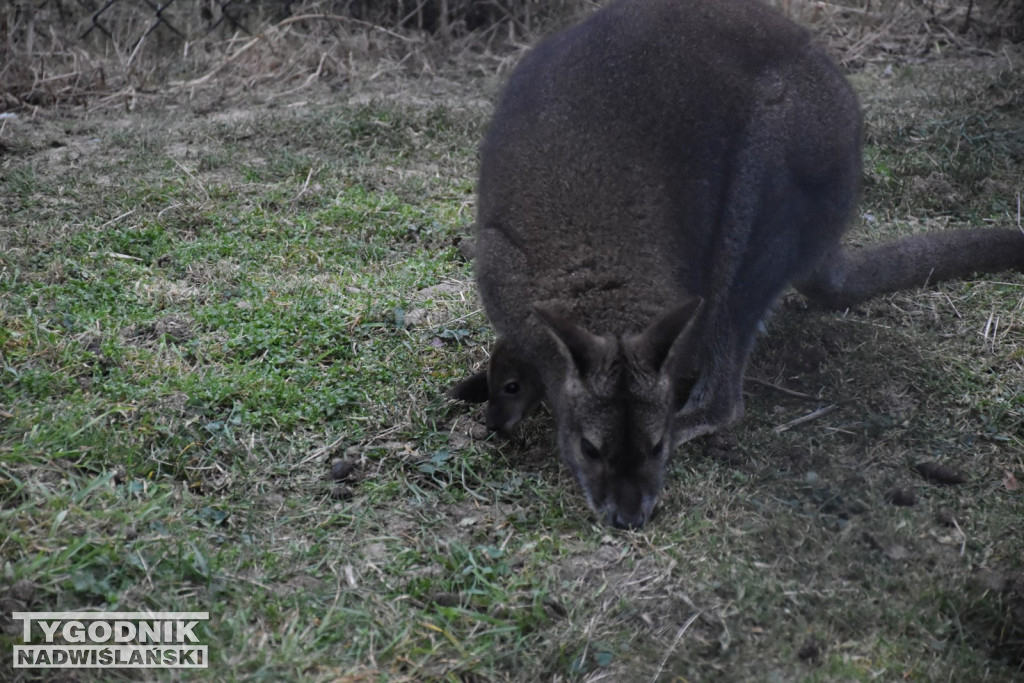 Żywa Szopka w Woli Baranowskiej
