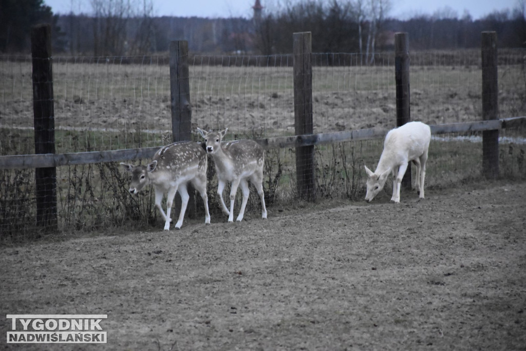 Żywa Szopka w Woli Baranowskiej