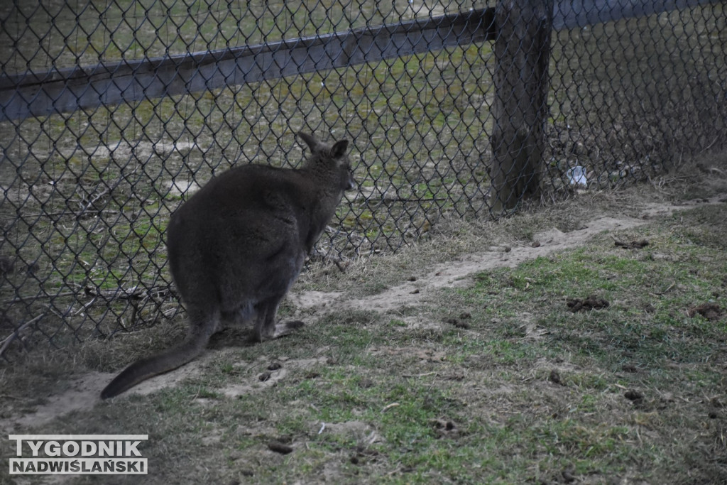 Żywa Szopka w Woli Baranowskiej