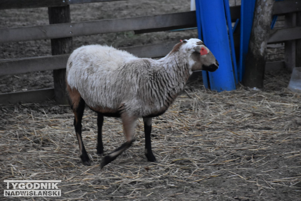 Żywa Szopka w Woli Baranowskiej