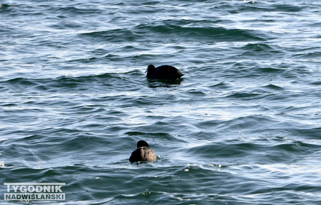 MorsLove 2026 nad Jeziorem Tarnobrzeskim