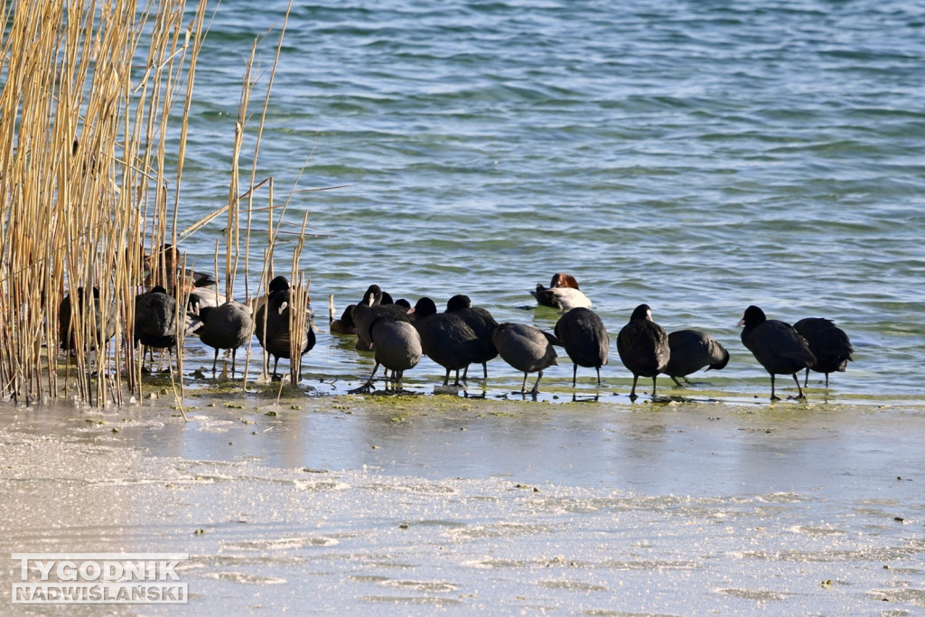 Morsowanie z wojskiem nad Jeziorem Tarnobrzeskim