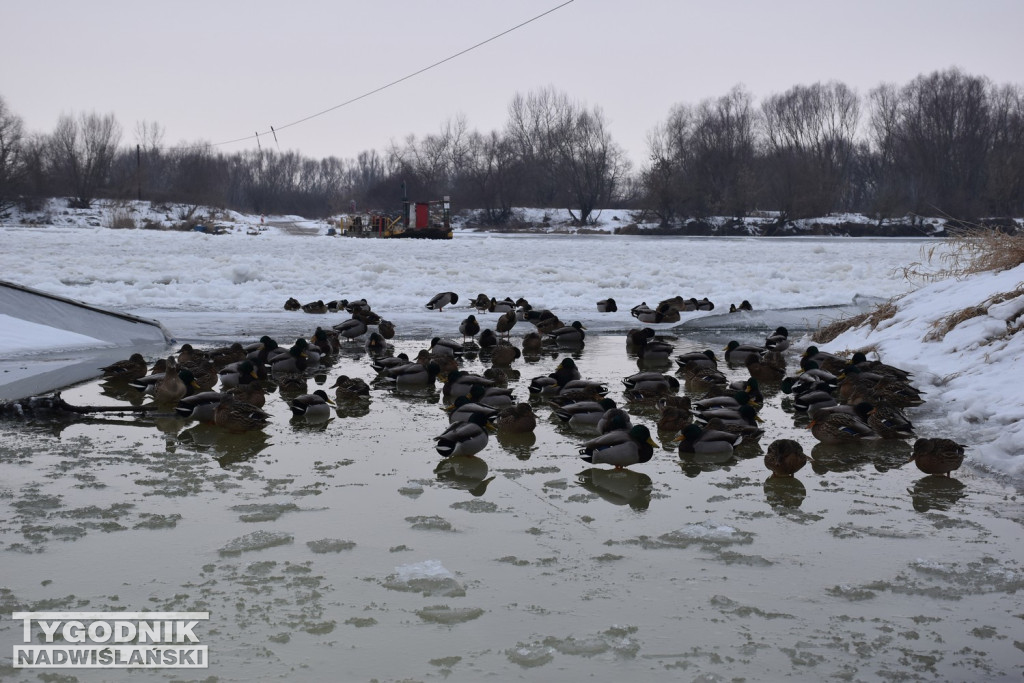 Zamarznięta Wisła w Tarnobrzegu