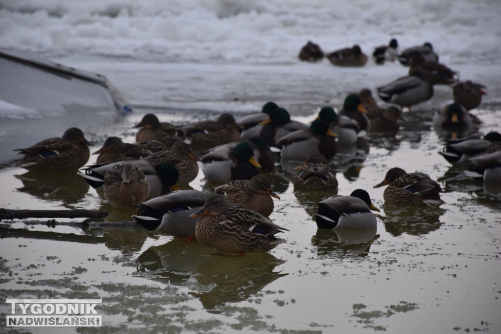 Zamarznięta Wisła w Tarnobrzegu