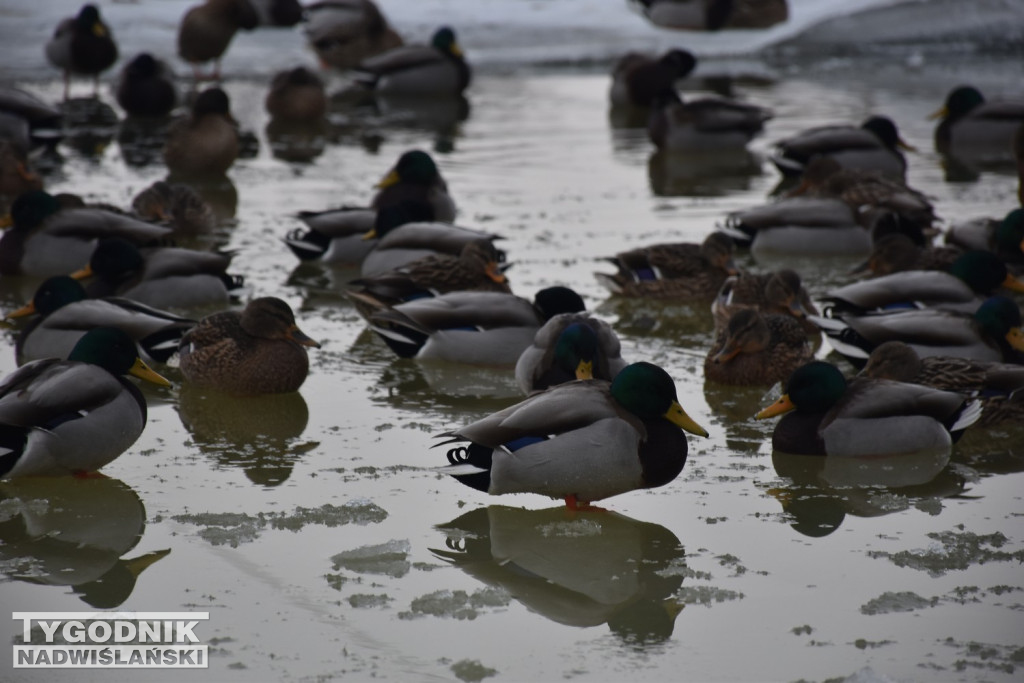 Zamarznięta Wisła w Tarnobrzegu