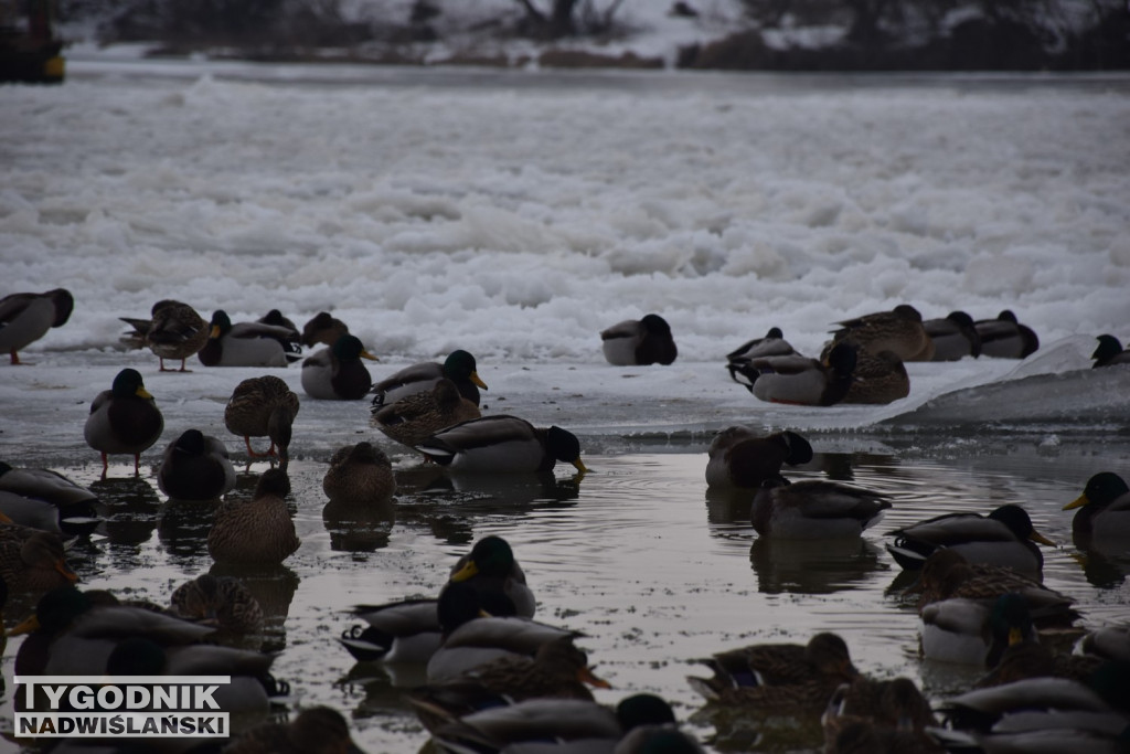 Zamarznięta Wisła w Tarnobrzegu