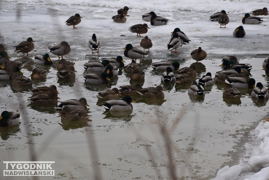 Zamarznięta Wisła w Tarnobrzegu