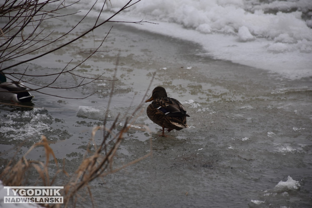 Zamarznięta Wisła w Tarnobrzegu