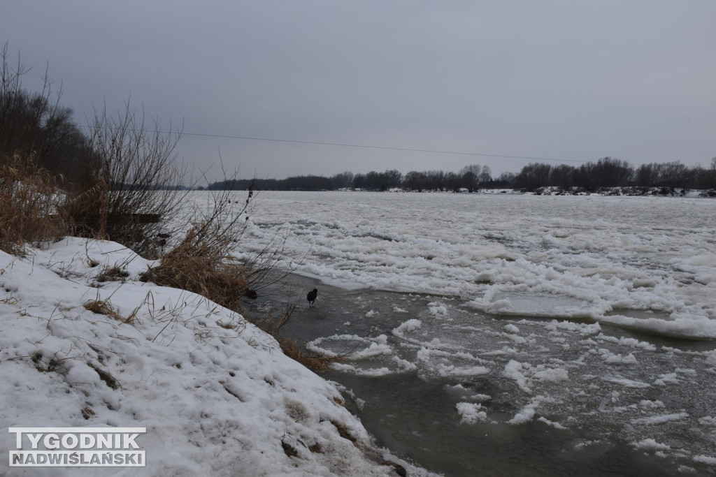 Zamarznięta Wisła w Tarnobrzegu
