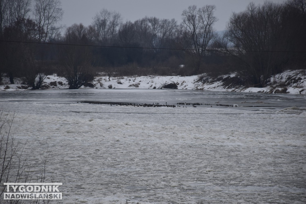 Zamarznięta Wisła w Tarnobrzegu