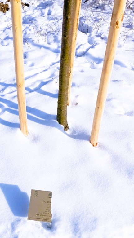 Wandalizm w staszowskim parku