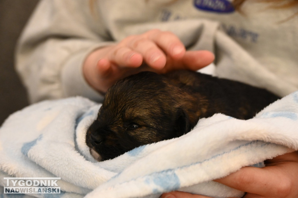 Pomagamy przytulisku w Nowej Dębie