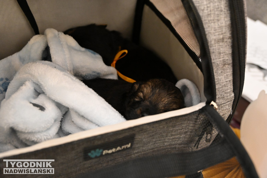 Pomagamy przytulisku w Nowej Dębie