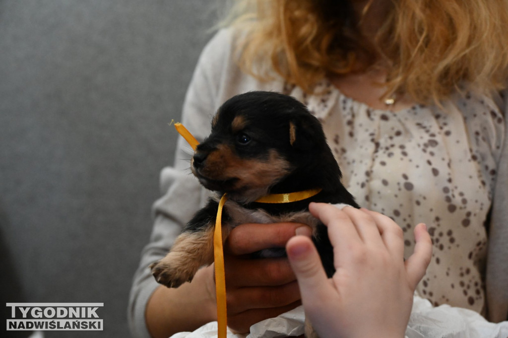 Pomagamy przytulisku w Nowej Dębie