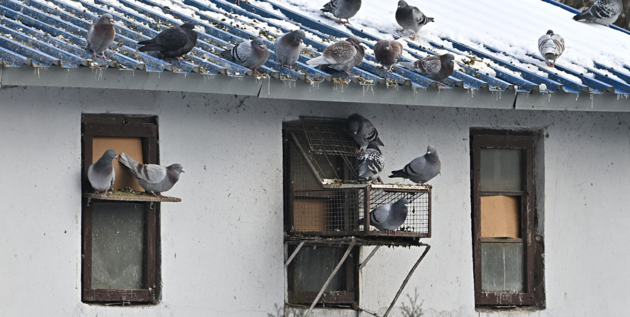 Gołębie wyrzucone z gołębnika